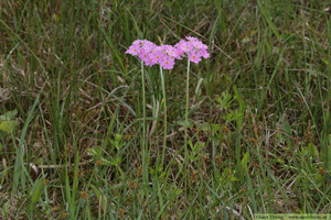 Majviva, Primula farinosa